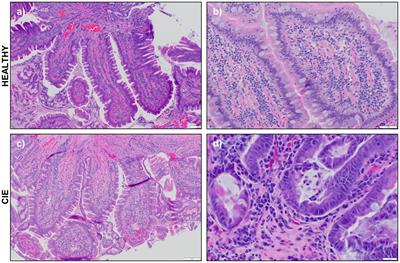 Single cell transcriptomic analysis of the canine duodenum in chronic inflammatory enteropathy and health